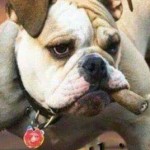 Profile picture of Bulldog